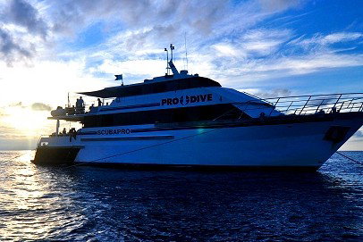 Pro Dive Cairns - Find Attractions 1