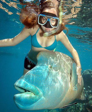 Reef Magic Cruises - Find Attractions 1