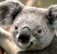 Wildlife Habitat - Find Attractions