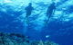 Air Whitsunday Day Tours - thumb 1