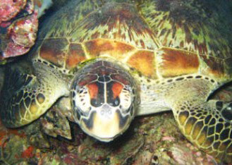Adrenalin Snorkel and Dive Townsville