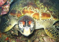 Adrenalin Snorkel and Dive