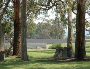 Aloomba Lavender - Find Attractions 0