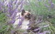 Aloomba Lavender - thumb 2