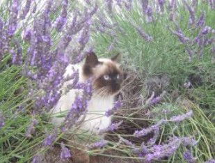 Aloomba Lavender - Find Attractions 2