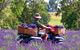 Aloomba Lavender - thumb 4