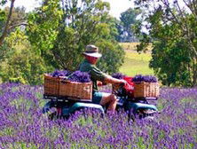 Aloomba Lavender - Find Attractions 4