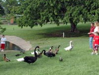 Anzac Park and Ululah Lagoon