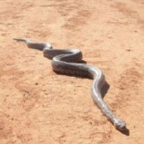 Araucaria Ecotours - Find Attractions 3