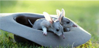 Augathella 4x4 Stock Route Trail - Find Attractions 2