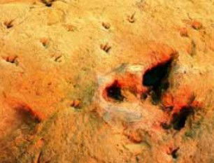 Australia's Dinosaur Trail - Find Attractions 2