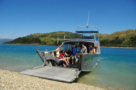 Scamper - Whitsunday Island Camping Connection Airlie Beach