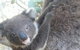 West Oz Wildlife Petting Zoos - thumb 0