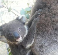 West Oz Wildlife Petting Zoos - Find Attractions