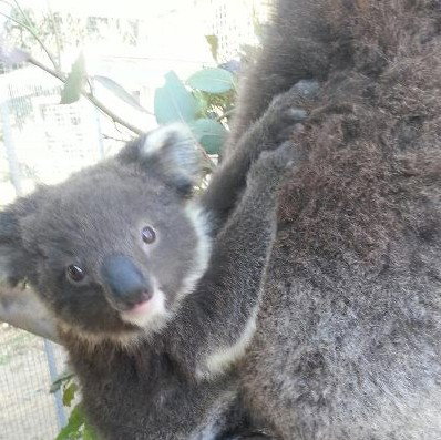 West Oz Wildlife Petting Zoos - Find Attractions 0