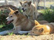 West Oz Wildlife Petting Zoos - Find Attractions 1