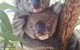West Oz Wildlife Petting Zoos - thumb 4