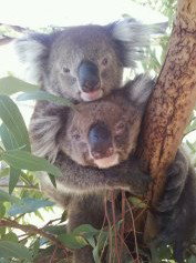 West Oz Wildlife Petting Zoos - Find Attractions 4