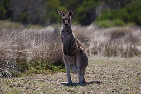 Great Ocean Road Tour With Lunch - Find Attractions 1