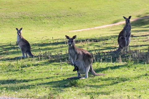 Great Ocean Road Tour With Lunch - Find Attractions 2