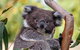 Great Ocean Road Tour With Lunch - thumb 5