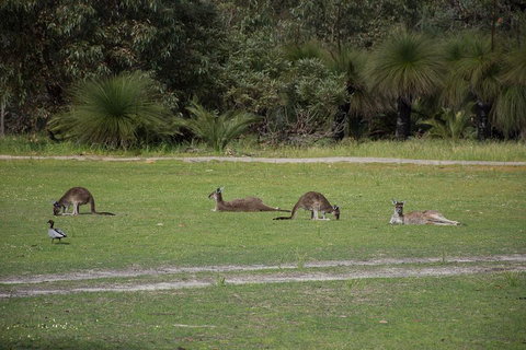 Yanchep & Lancelin - Wildlife, Cave And Sands - Find Attractions 0