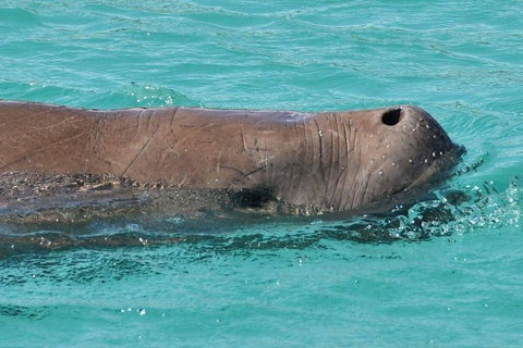 Cruise In Moreton Bay Marine Park And Moreton Island - Find Attractions 3
