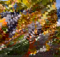 Full Day Tamar Valley Wine Tour - Find Attractions