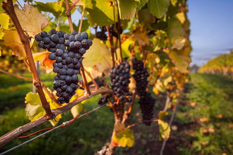 Half Day Tamar Valley Wine Tour - Find Attractions 1