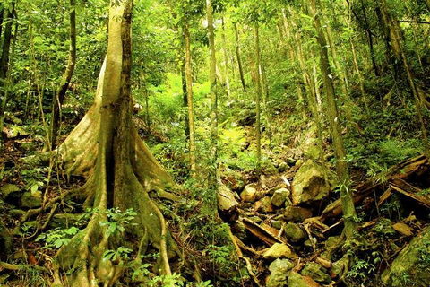 Cairns 4WD Waterfall And Rainforest Tour Including Kuranda Scenic Railway - Find Attractions 1