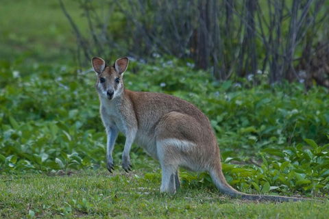 Cairns 4WD Waterfall And Rainforest Tour Including Kuranda Scenic Railway - Find Attractions 2