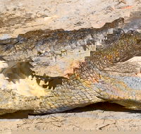 4-Day Cairns Ultimate Combo Daintree Rainforest Reef Kuranda  Paronella Park - Find Attractions