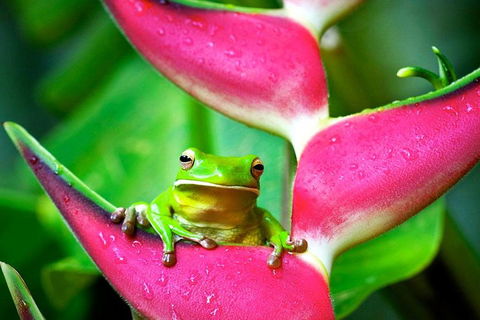 Cape Tribulation, Mossman Gorge, And Daintree Rainforest Premium Day Tour - Find Attractions 0