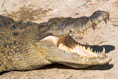 Cape Tribulation, Mossman Gorge, And Daintree Rainforest Premium Day Tour - Find Attractions 1