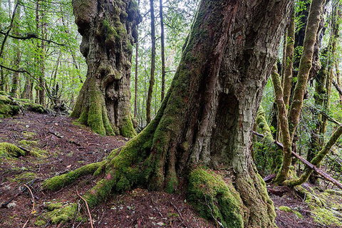 3-Day Cradle Mountain Photography Workshop - Find Attractions 1