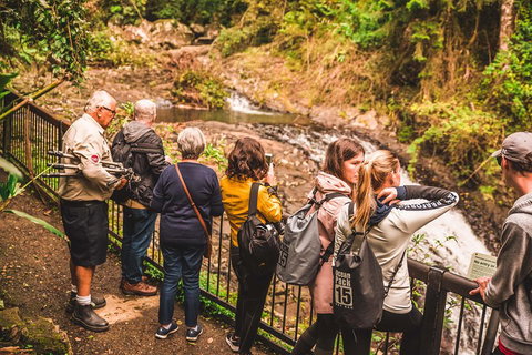 Full-day Springbrook National Park Tour From The Gold Coast - Find Attractions 0
