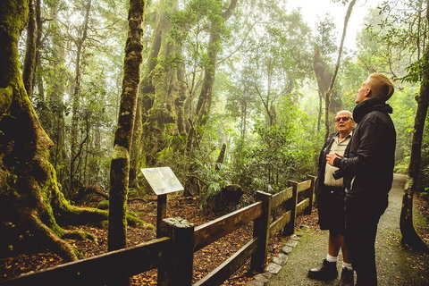 Full-day Springbrook National Park Tour From The Gold Coast - Find Attractions 1