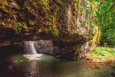 Full-day Springbrook National Park Tour From The Gold Coast - Find Attractions 4