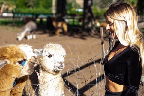 O'Reilly's & Lamington National Park Incl. Alpaca Farm + Vineyard - Find Attractions 3