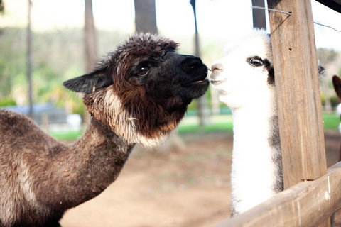 O'Reilly's & Lamington National Park Incl. Alpaca Farm + Vineyard - Find Attractions 4