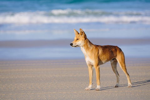 Fraser Island 4WD Tour From Rainbow Beach - Find Attractions 2