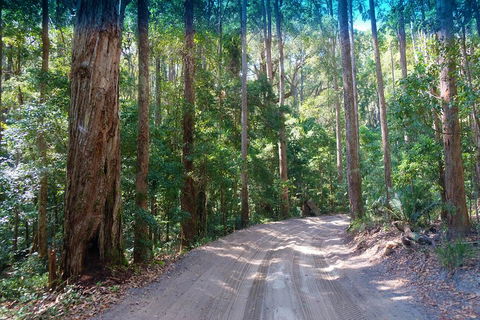 Fraser Island 4WD Tour From Rainbow Beach - Find Attractions 4