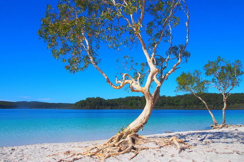 Fraser Island 4WD Tour From Rainbow Beach - Find Attractions 5