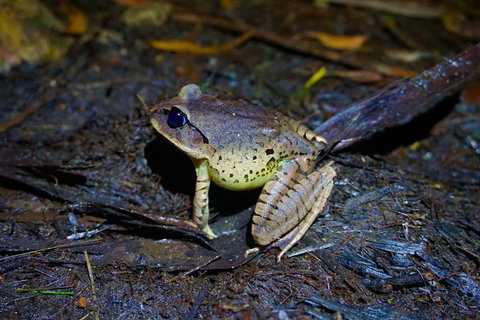Glow Worms Private Tour - Nocturnal Rainforest Walk - Find Attractions 0