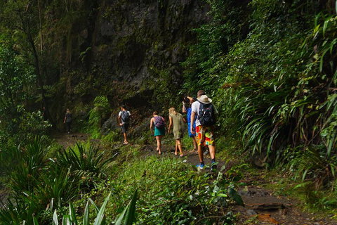 Glow Worms Private Tour - Nocturnal Rainforest Walk - Find Attractions 1