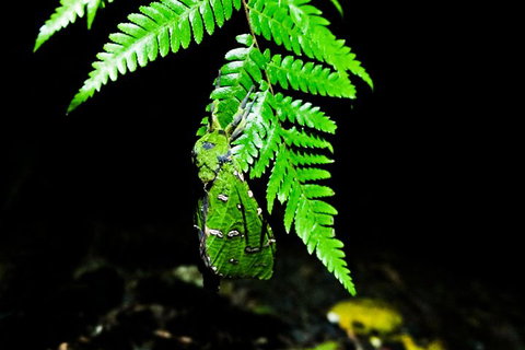 Glow Worms Private Tour - Nocturnal Rainforest Walk - Find Attractions 2