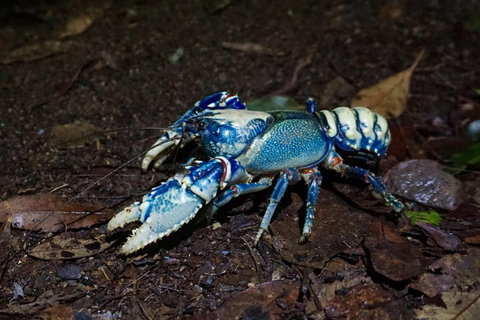 Glow Worms Private Tour - Nocturnal Rainforest Walk - Find Attractions 4