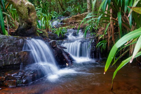 Glow Worms Private Tour - Nocturnal Rainforest Walk - Find Attractions 5