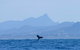 The Byron Bay Sea Kayak Tour - thumb 0