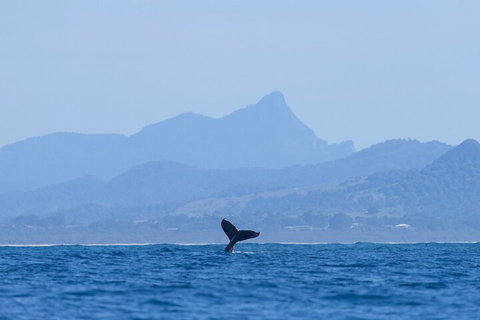 The Byron Bay Sea Kayak Tour - Find Attractions 0